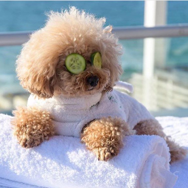 myjanesocial's tweet image. Ready to pamper your pup (or kitty) &amp;amp; yourself, too?
👉 myjanecbd.com/cuddly/

💜 #CBD for you &amp;amp; your pet
💜 Over $150 worth of goodies for just $69
💜 Curated in partnership with @welovecuddly

📷: @girlsnightinclub

#MyJane #OwnYourWellness #TimetoPaws