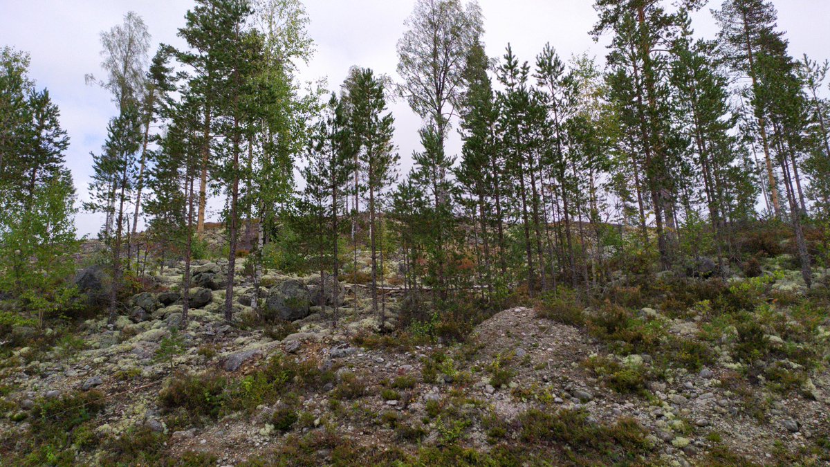 PatriJMC's tweet photo. Realizando la segunda fase de vuelos para aplicar el uso de drones la sector forestal #Scandinavian @DronesUAL @ualmeria @HiInnlandet https://t.co/GPERoAAbEc