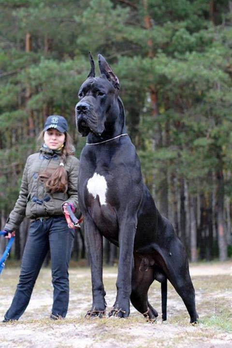 best extra large dog breeds