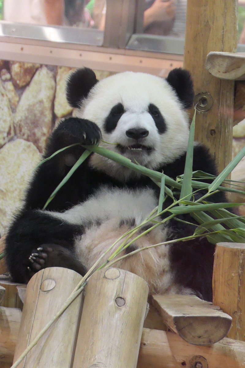 マミ きゃわわ 彩たん 自立心芽生えてきたかちら ママの分も頑張って 偉いでしゅね
