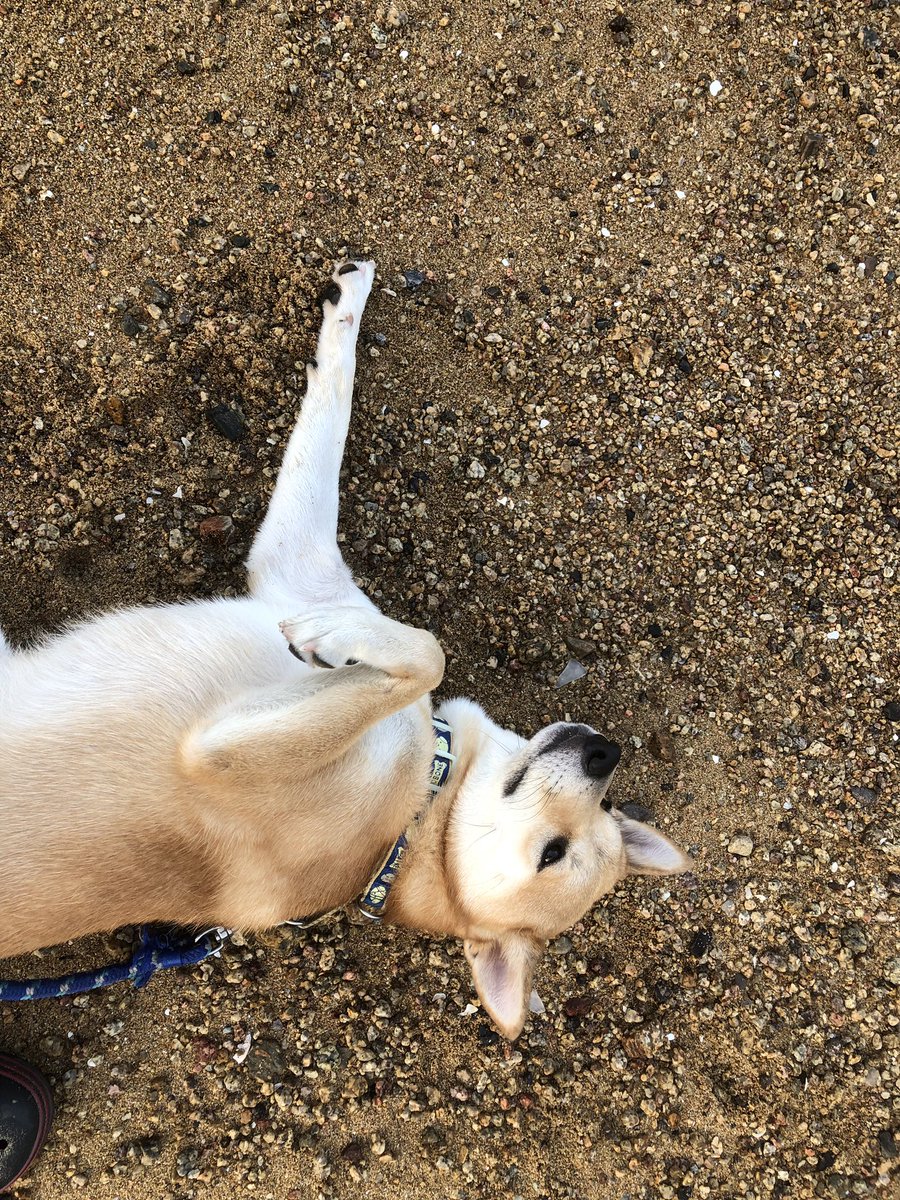 Kojimaこじま児島 海の散歩 朝の砂浜は気持ちいいのだ 海の散歩 瀬戸内海 高室 秋空 海 一休み 海岸 柴犬 紀州犬 児島 倉敷 水島 砂浜 写真好きな人と繋がりたい 波打ち際 夕焼け空 瀬戸の島々