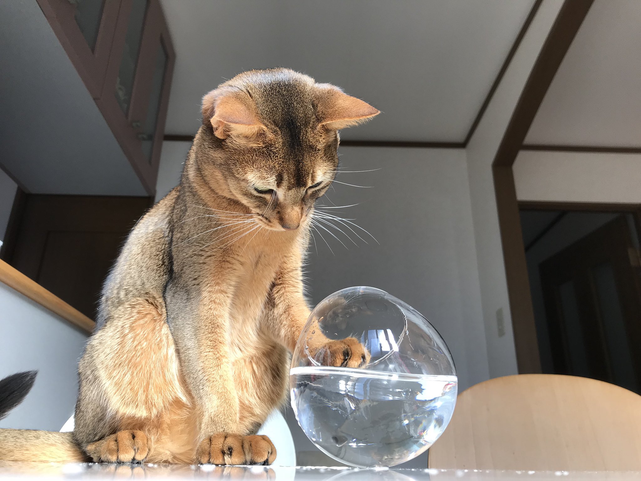 Myu お客様 困ります あーっ いけません お客様 猫好きさんと繋がりたい にゃんこ Cat 猫 Myu お客様 困ります あーっ いけません お客様 猫好きさんと繋がりたい にゃんこ Cat 猫