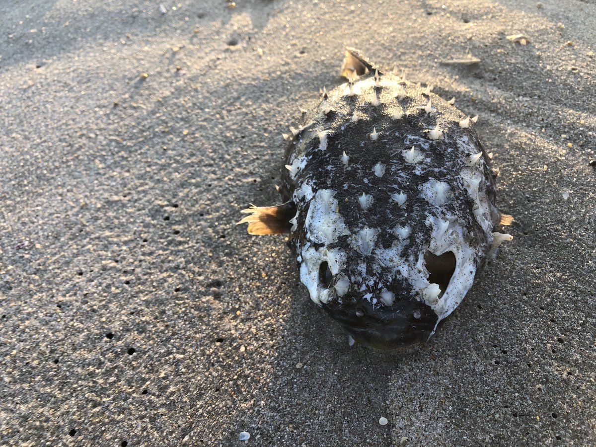 birdheadbluez's tweet image. Any fish people know what this is? #whatfishisthis #fish #ID #rockawaybeach