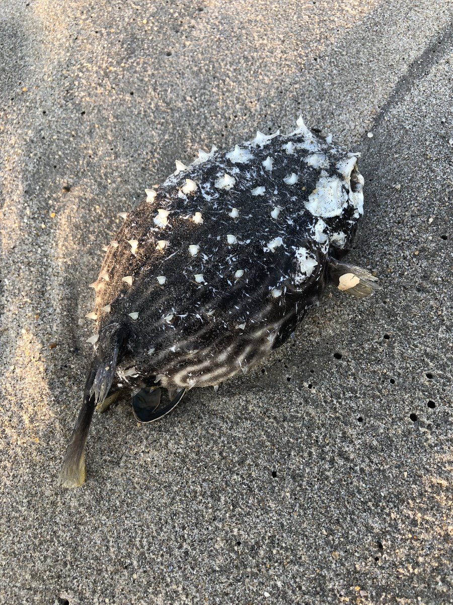birdheadbluez's tweet image. Any fish people know what this is? #whatfishisthis #fish #ID #rockawaybeach