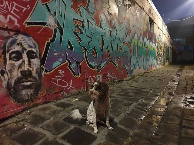 MiaReadsBooks's tweet photo. #streetlife... 🐶

#Hunter #huntertheschnoodle #schnoodle #schnoodlesofinstagram #dogoftheday #dailydog #dogstagram #doglife #petlife #dogsofaustralia #instadog #doglife #doglover #lovedogs #ohmydog #Melbourne #dog #dogs #hipsterdog #beardeddog #beard… https://t.co/TxQj75u7Ot https://t.co/bXJteloIqQ