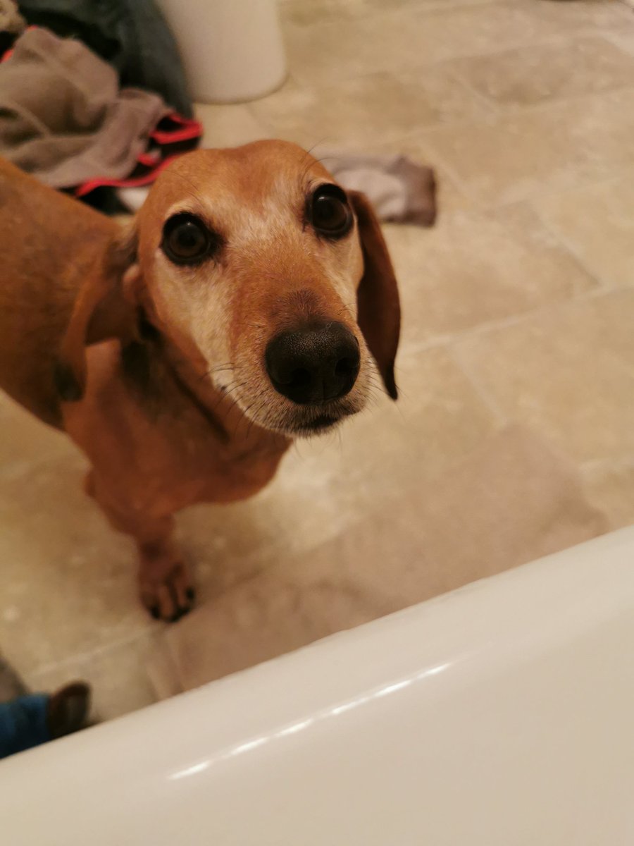 KaylaRice's tweet photo. Squirt is spending his first ever overnight at the vet and I don't know who's more upset me or his brother 😭😭💔💔 https://t.co/LdIJAATLVz