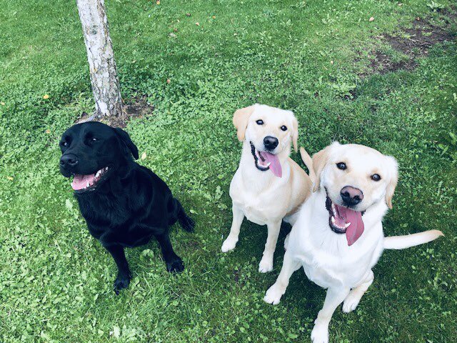 GuideDogsNE tweet picture