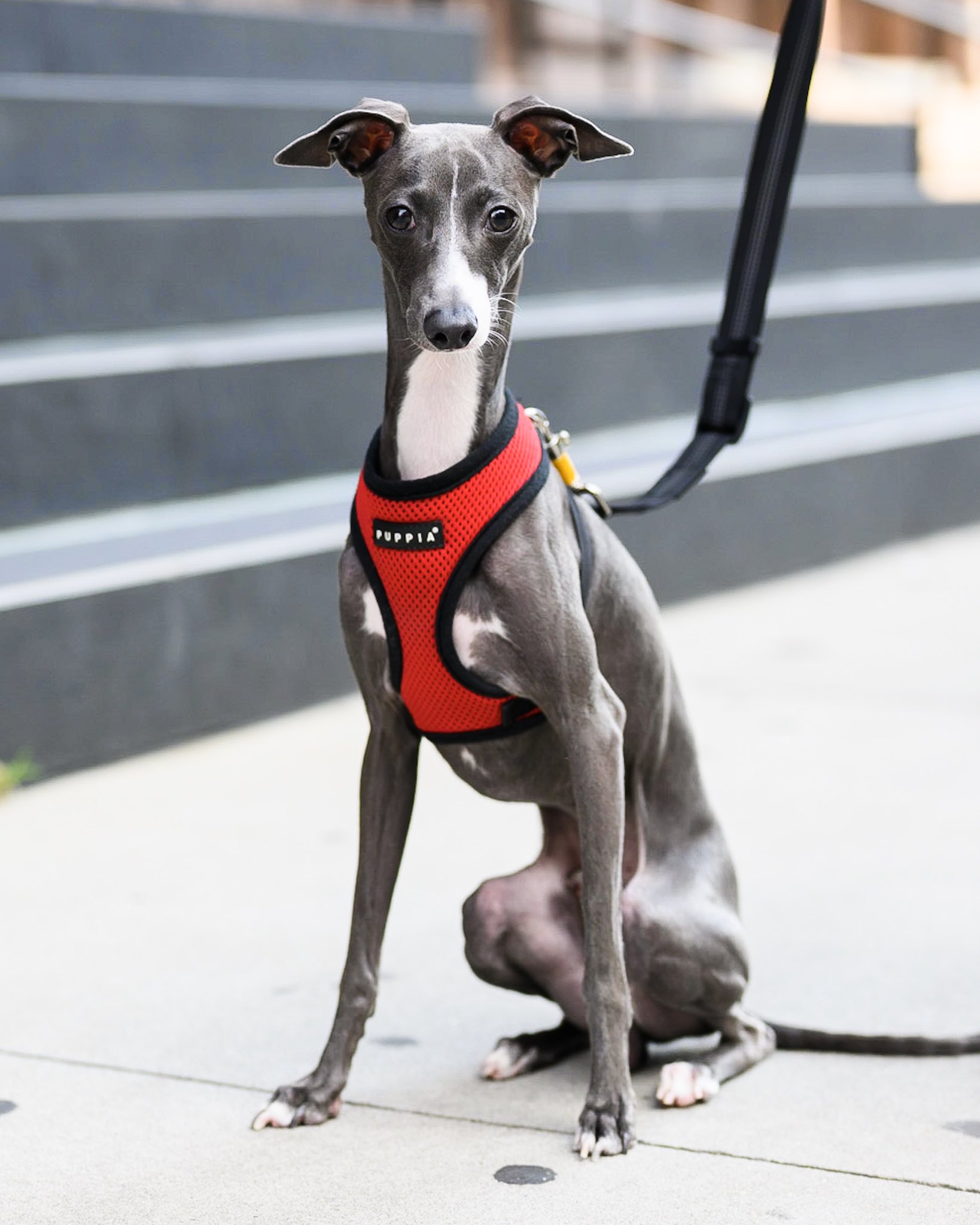 Are Italian Greyhounds Fast