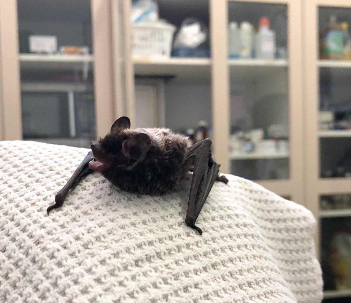 Bats can be victims of window strikes, like this silver-haired bat being treated at TWC. They play an integral role in #BackyardBiodiversity, like eating insects. You can be a friend to bats by putting up a bat house and leaving dead trees standing to provide habitat. <a href="/opg/">Ontario Power Gen</a> <a href="/leaf/">LEAF</a>