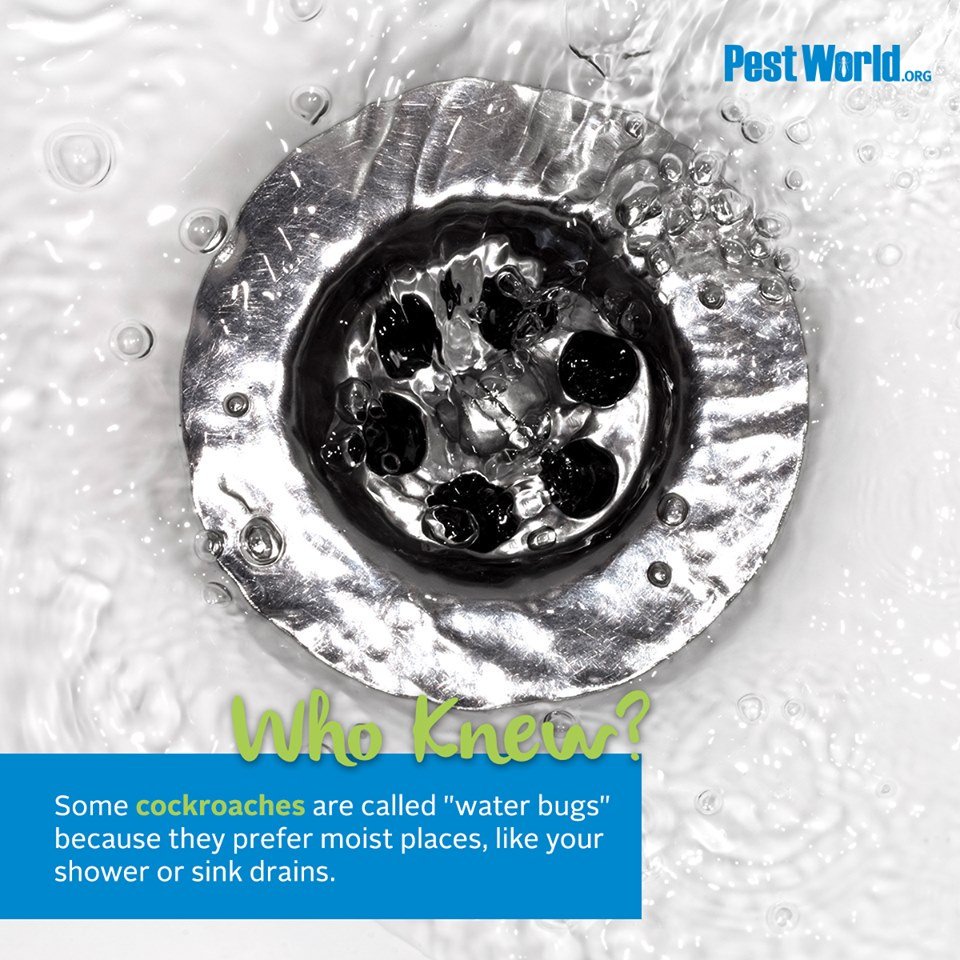 PestWorld's tweet photo. Here's a pest that doesn't need any swimming lessons! #WhoKnew #cockroaches https://t.co/U6xiD4w0bL