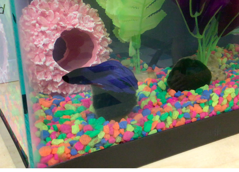 Fiske_OT's tweet photo. The results are in! We picked out of a hat, and our new OT fish will now o-fish-ally be referred to as "Frank Fisher Jr." Thanks to all the students who submitted names! @FiskeSchool https://t.co/o8l4zMnBF5