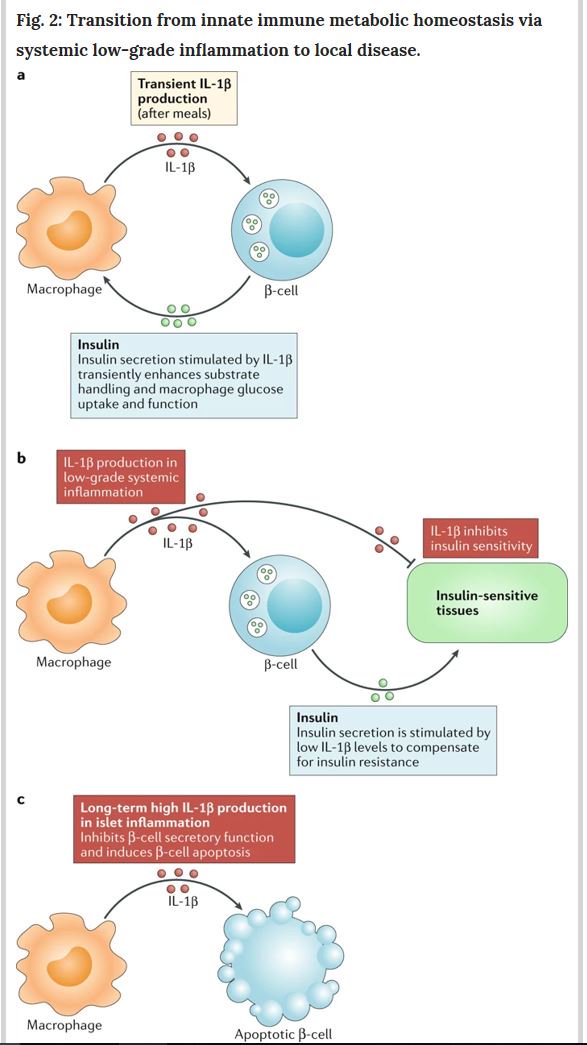 Immunometabolism Network в Twitter: "An outstanding review on recent advances in our understanding of the inflammatory pathogenesis of type 1 type 2 diabetes. #diabetes #immunology @NatRevImmunol https://t.co/OK5BZKX9ks https://t.co/vi6MM4ahYK ...