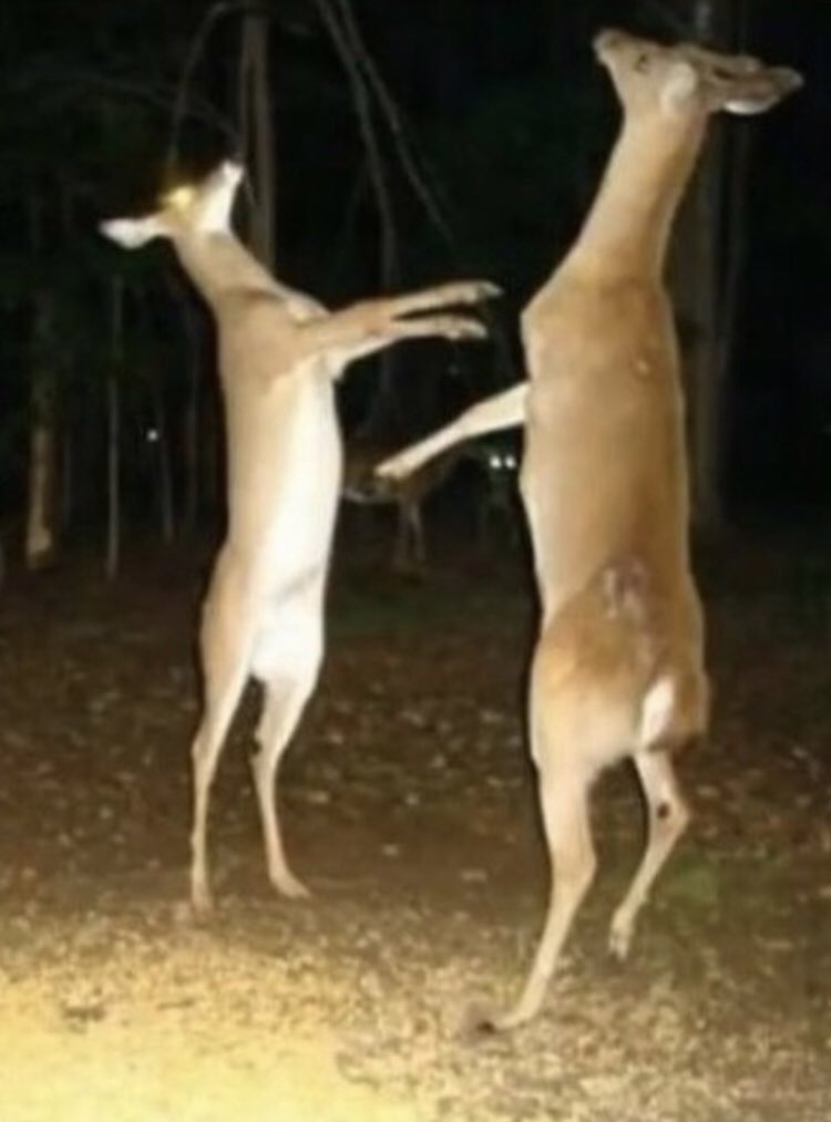 Next were the Twins of Dexterity, Mophtres (right) and Nophtrom (left), who together gave prey the power to outrun and outmaneuver predators respectively. Prey often celebrate the existence of these divine creatures through a ritual dance (picture 2)