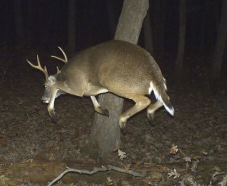 Upon falling into the void below, Gortoth’s soul left their body and, in the span of 4 days, arose back to the desert in the form of Gortaroth the Abandoned. This half spectral creature bound the souls of all creatures to this mortal plain, keeping them from ever rising to heaven
