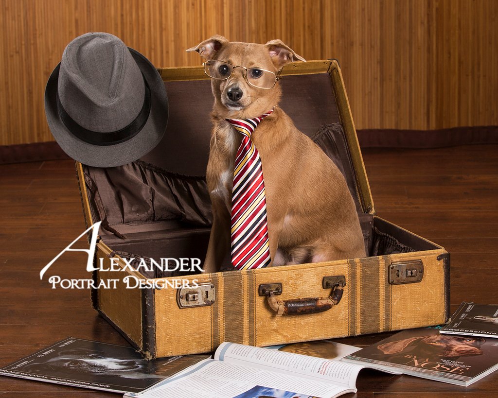 Alexander_pics's tweet photo. Don't you wish you had a photo of your pup in a cute pose like this? #dogphotography #dogs #pets  #cute https://t.co/DNQiK1eALz