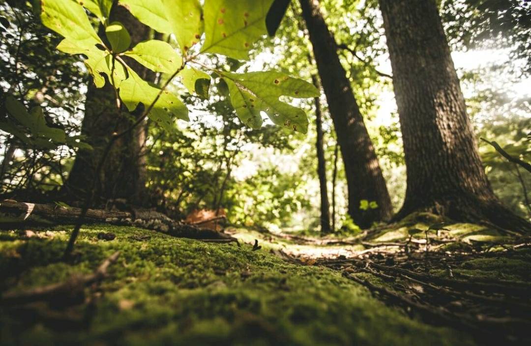 I don't know who needs to hear this, but keep your chin up and take deep breaths. 

#photographer #columbusphotographer #igotd #famous #ohiophographer #toledoohio #toledophotographer #michigan #michiganphotographer #canon #nature #walkinthepark #deepbreathe #dreamjob