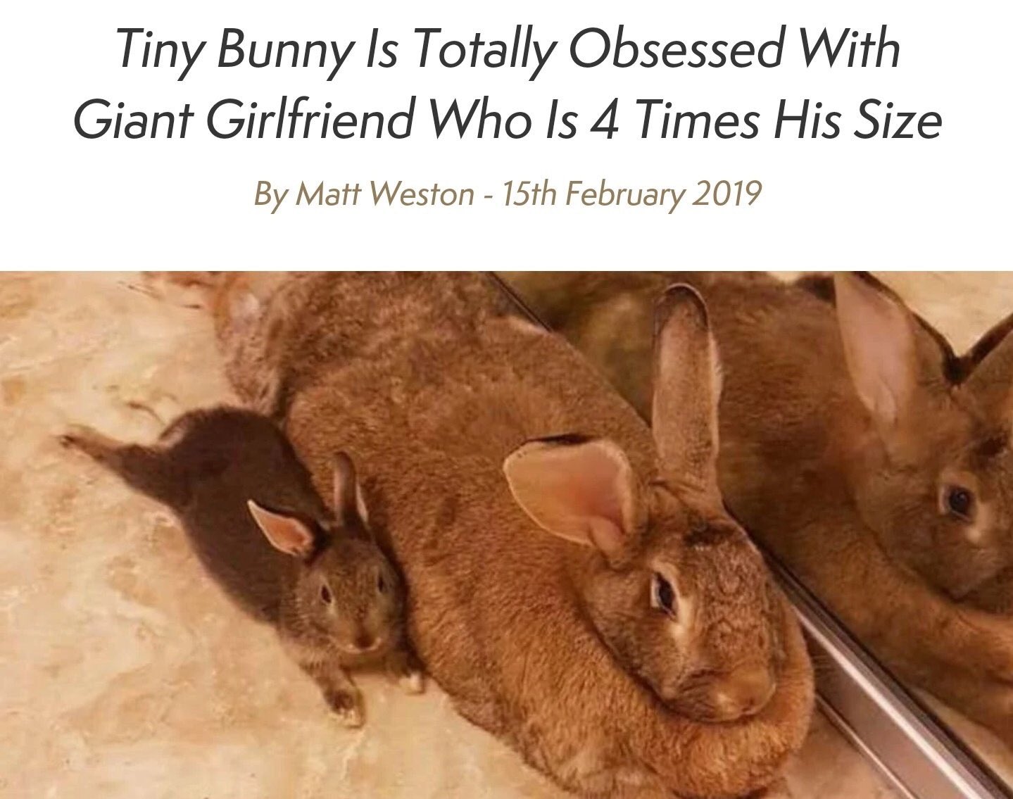 jodies giant bunnies