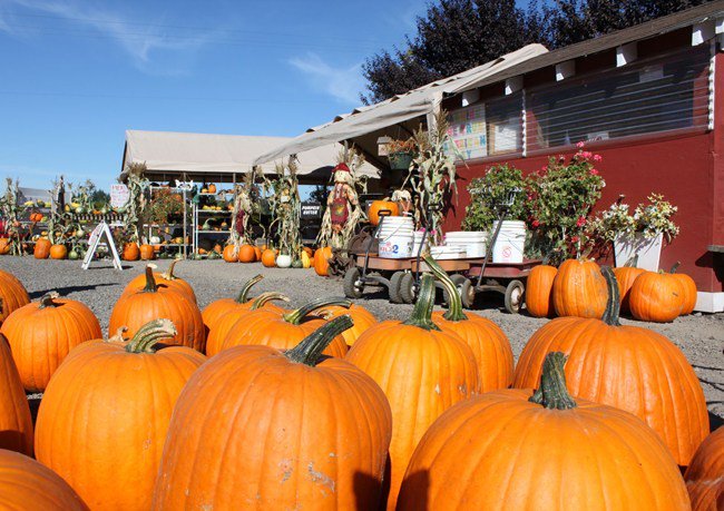 ClarkCoTalk's tweet photo. 2019 Pumpkin Patches and Corn Mazes in Clark County https://t.co/IqYqiIPKNi https://t.co/VwclGVTQjI