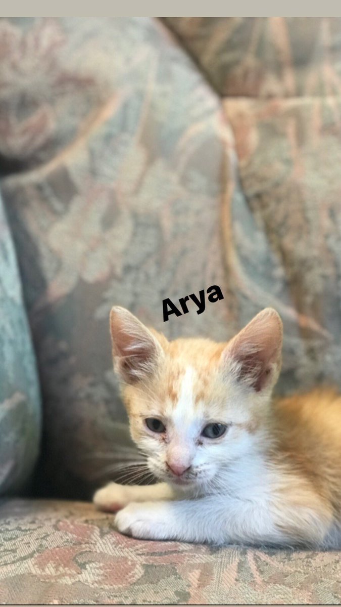 DefensaAnimalZA's tweet photo. GATITAS en ADOPCIÓN
Un chico las ha salvado, pero no se las puede quedar.
Ayúdales ADOPTANDO o, al menos, DIFUNDIENDO.
Comparte esta publicación y escribe a:
📧 defensanimalzamora@gmail.com https://t.co/51awsyAmiG