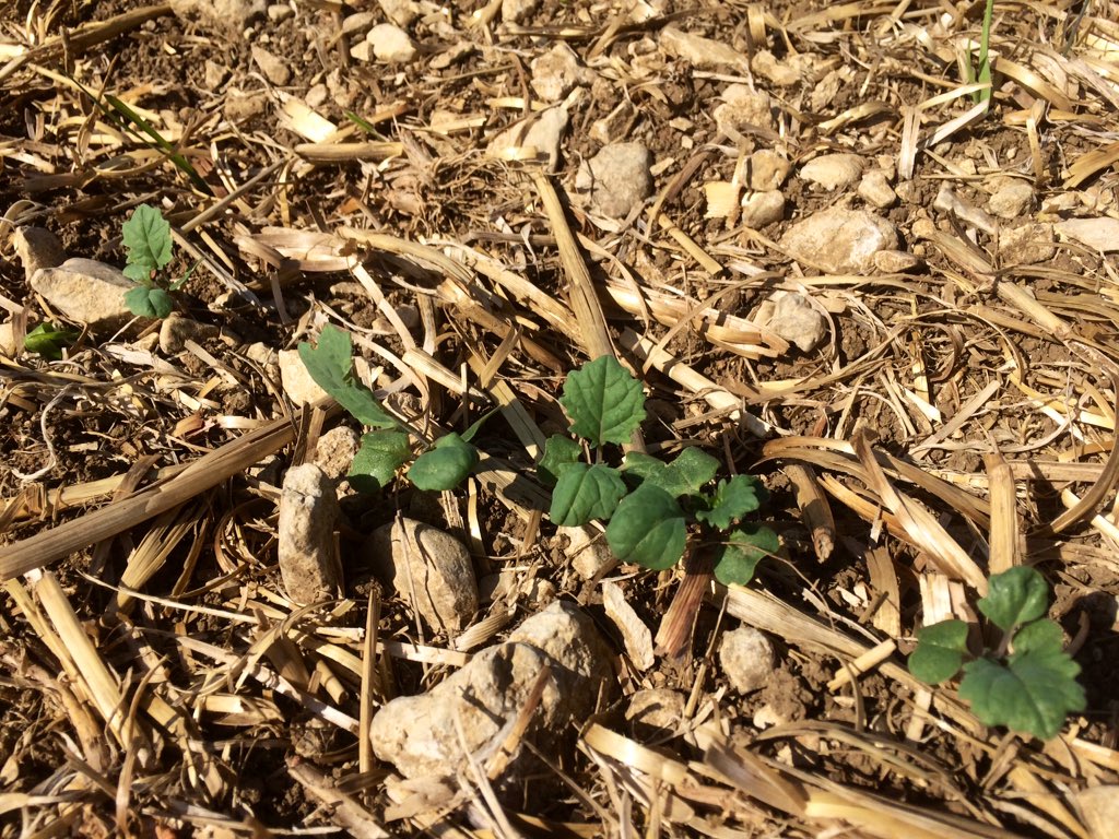 bigard_q's tweet image. Alléluia ! 🍾 Mon #Colza #LgAcropole germe enfin ! 🥳Avec le 18-46 localisé et la ferti organique #CompOrg, ça dira peut être ! En comparaison un bout de rayon qui a levé juste après le semis, pour une raison inexpliquée ! 🧐 #CeuxQuiFont