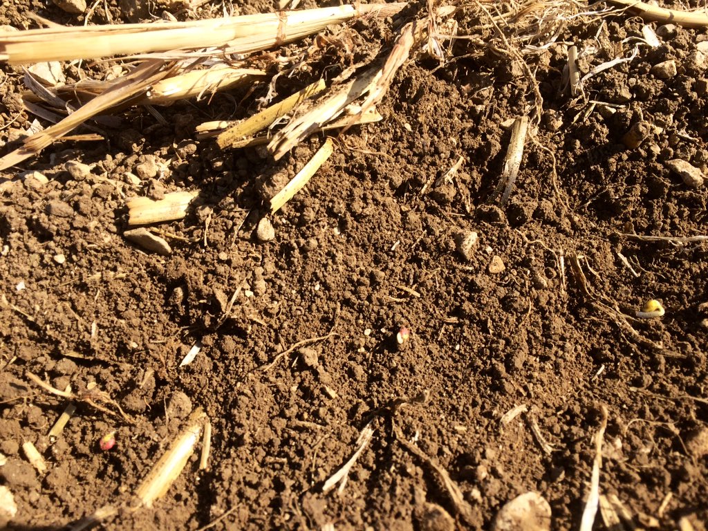 bigard_q's tweet image. Alléluia ! 🍾 Mon #Colza #LgAcropole germe enfin ! 🥳Avec le 18-46 localisé et la ferti organique #CompOrg, ça dira peut être ! En comparaison un bout de rayon qui a levé juste après le semis, pour une raison inexpliquée ! 🧐 #CeuxQuiFont