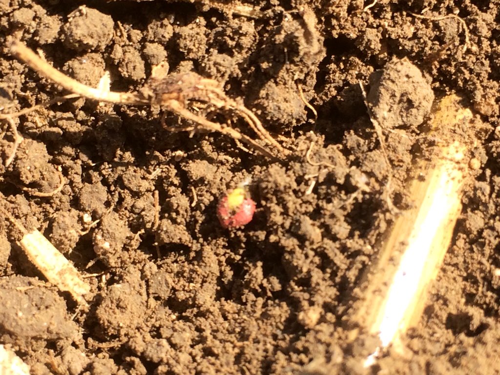 bigard_q's tweet image. Alléluia ! 🍾 Mon #Colza #LgAcropole germe enfin ! 🥳Avec le 18-46 localisé et la ferti organique #CompOrg, ça dira peut être ! En comparaison un bout de rayon qui a levé juste après le semis, pour une raison inexpliquée ! 🧐 #CeuxQuiFont