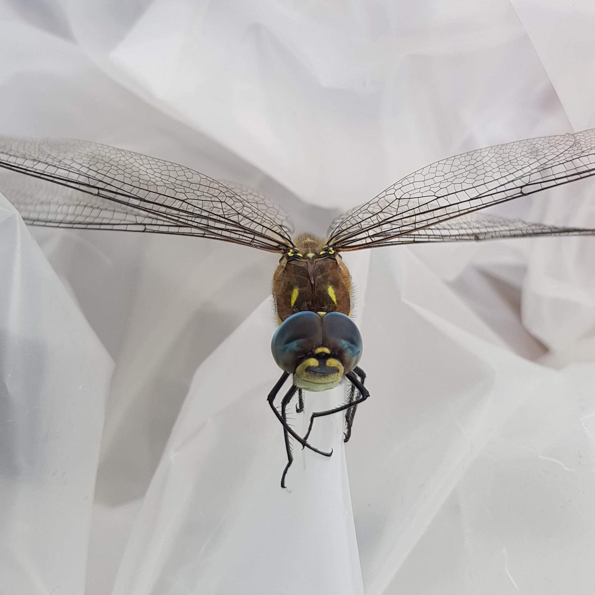 Hellycatfish's tweet photo. This amazing photograph was taken today by my son @ConnorBurtonMar on his Samsung phone. I've had to share it, what a shot of one of my most favourite insects #dragonfly @CarlBovisNature @CarolnWilkie @FeathersBirding @Steveredwolf @BBCSpringwatch @kerrieanne26 @ukwildlifephoto https://t.co/CdVn5Z10vc