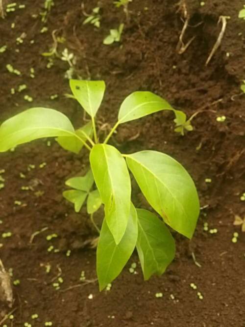 RobertaCalle's tweet photo. Vi presento #Guapamole il mio alberello di avocado ๐ฅ ๐
โEd eccomi qua, in tutto il mio splendore! Lo so, sono ancora piccoletto, ma la natura ha i suoi tempi e io pure!โ
๐#Kenya
๐ Tks @Margherita_Ider @Treedom #cosebelle https://t.co/2LmPAnxemJ