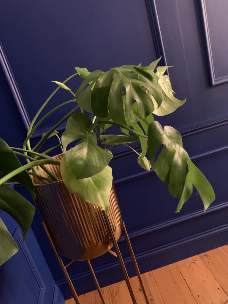 stillsbranding's tweet image. #behindthescenes✨Pine flooring and antique brass finishes - here’s just a few snapshots taken from today’s client shoot! #interorstyling #photoshoot #behindthecamera