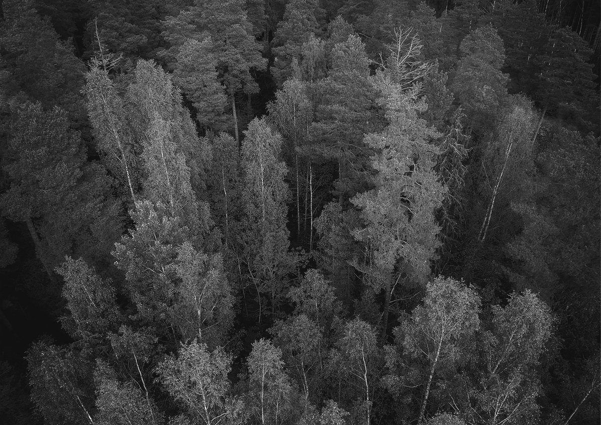 sormlindfoto's tweet photo. Skogen! En av få platser där man verkligen kan koppla och andas. Ibland är tystnaden man bara kan uppleva i en tät skog precis det som behövs. https://t.co/ufTXhDpULR