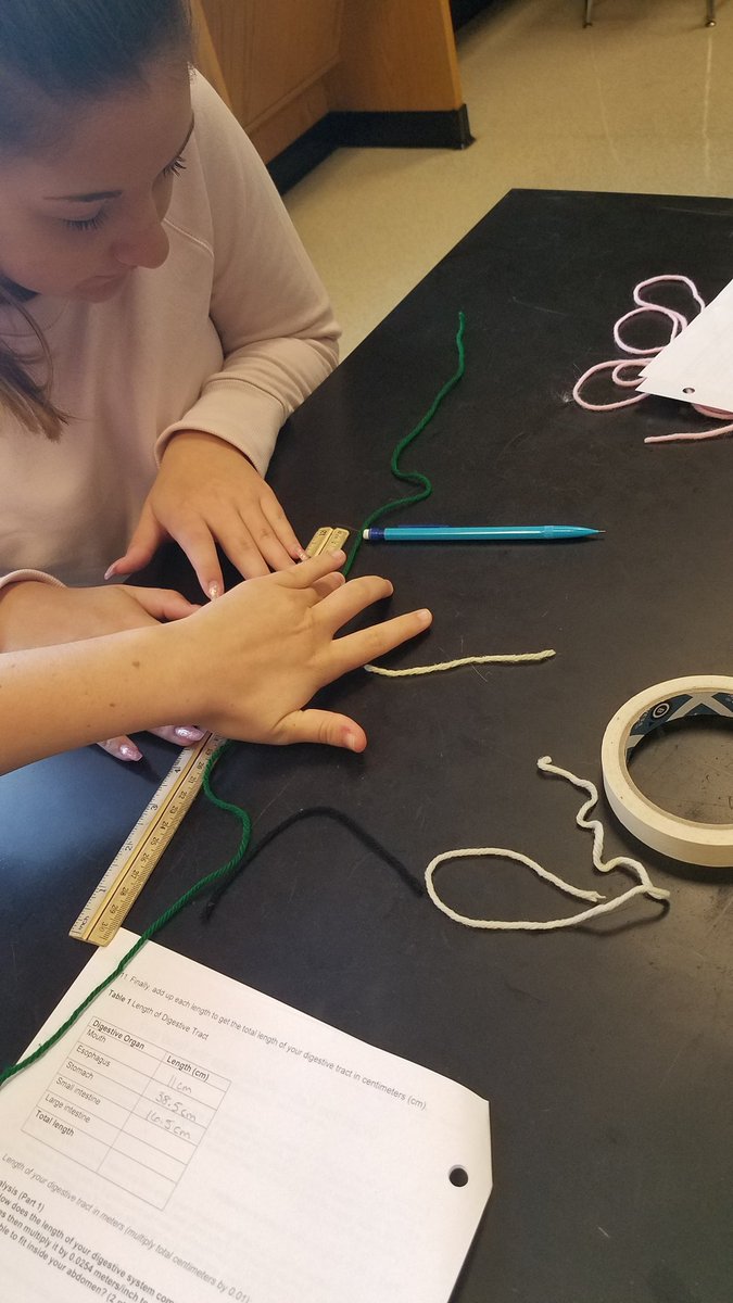 MsGsci's tweet photo. How long is your #digestive tract? #anatomy and #physiology #stdnts made #models from yarn to represent the different parts of the #system #relativesize #smallintestine @CVSciTech @CVBuckskins https://t.co/zW9YtUt1i6
