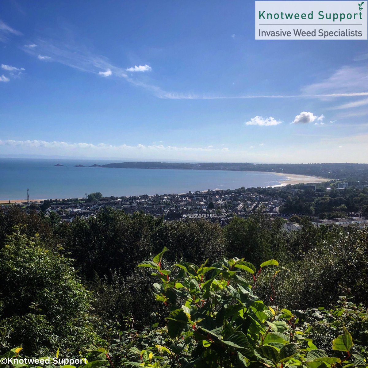 Knotweed_Phil's tweet photo. Does this #knotweed have the best view in Swansea? 😂
Stunning of Swansea Bay with Mumbles in the distance.
Please note....we are not treating the #japaneseknotweed in the picture, we just happened to be passing through, loved the view, and had to take a picture  📷 👍🏼 https://t.co/kVoLutIKXJ
