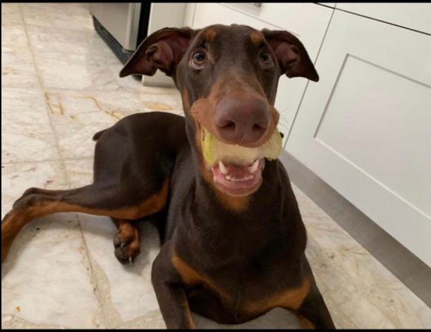 Matchdogmx's tweet photo. #Matchdog Conozcan a Fidel 🐕🐕

#dogsoftwitter #DogsofTwittter #dogstyle #perros #peludo https://t.co/F3jiqpMSl5