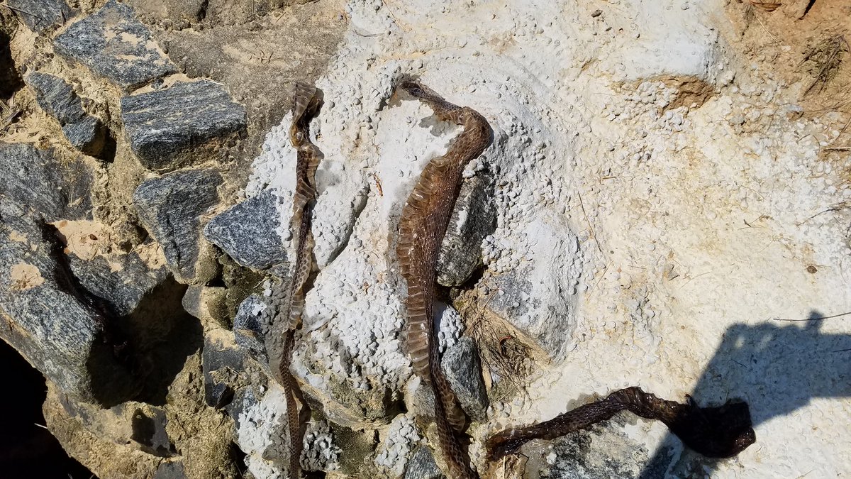 Guy Crotsley tweet media