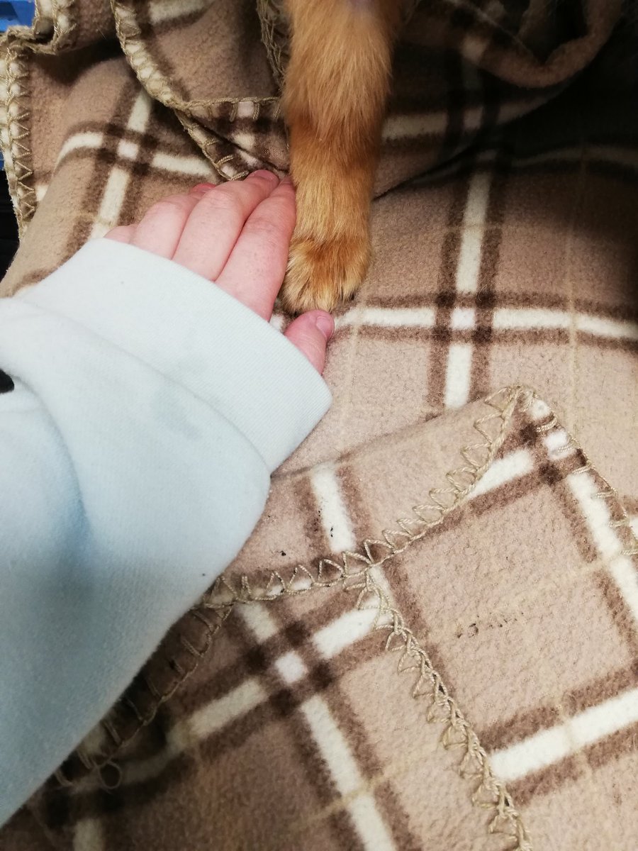ItsOnlyCaz_'s tweet photo. Today was that day that every dog owner fears. Today was the day we had to say goodbye to our little man. I'm heart broken and I can't stop crying Everytime I think about him it hurts. https://t.co/6XRI2vpwVJ