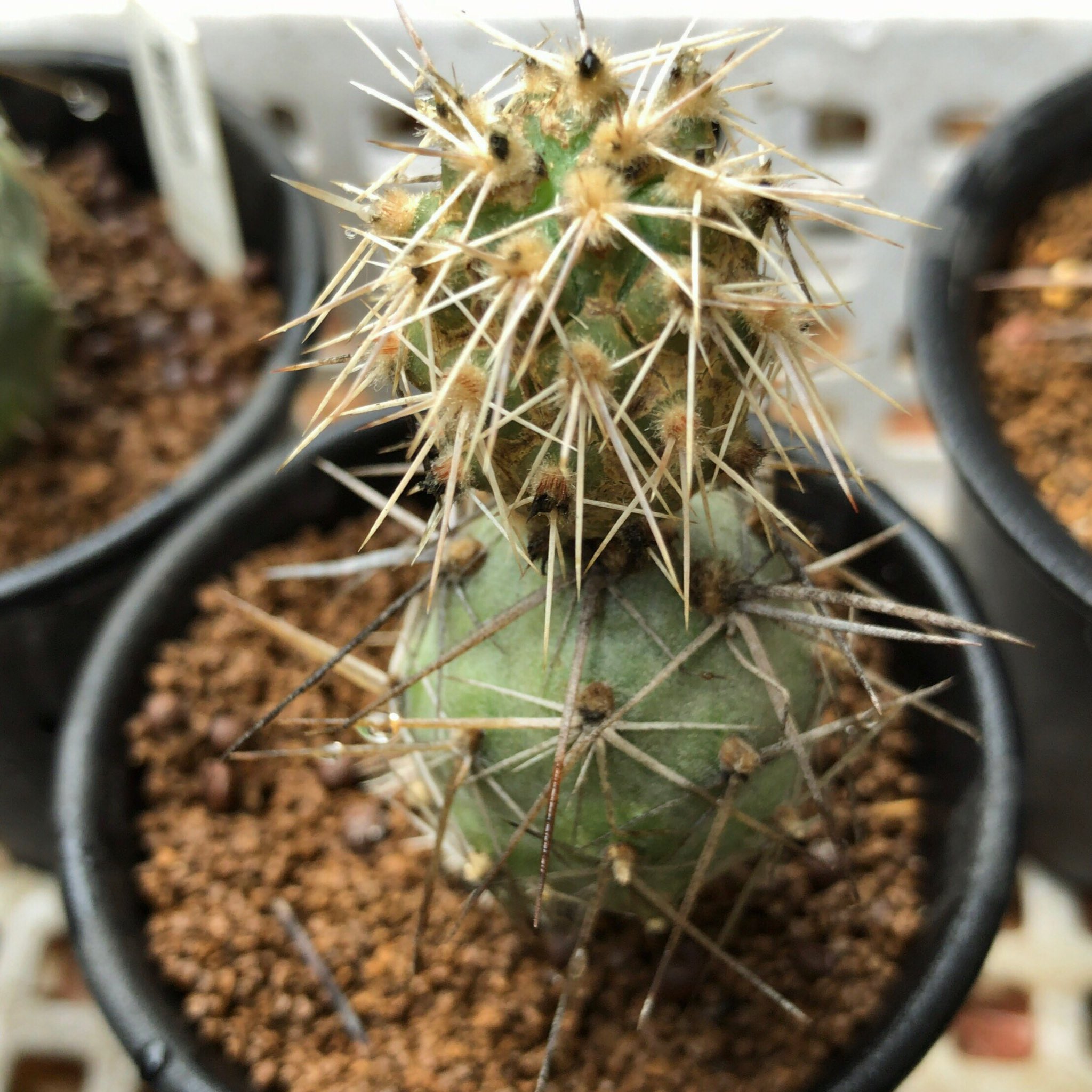 カブトガニジョン Tephrocactus Articulatus Var Aoracanthus テフロカクタス属 槍武者 子吹き後の成長は割と早い After Child Blowing Growth Is Relatively Fast 多肉植物 サボテン Succulent Cactus Tephrocactus Articulatus Var Aoracanthus