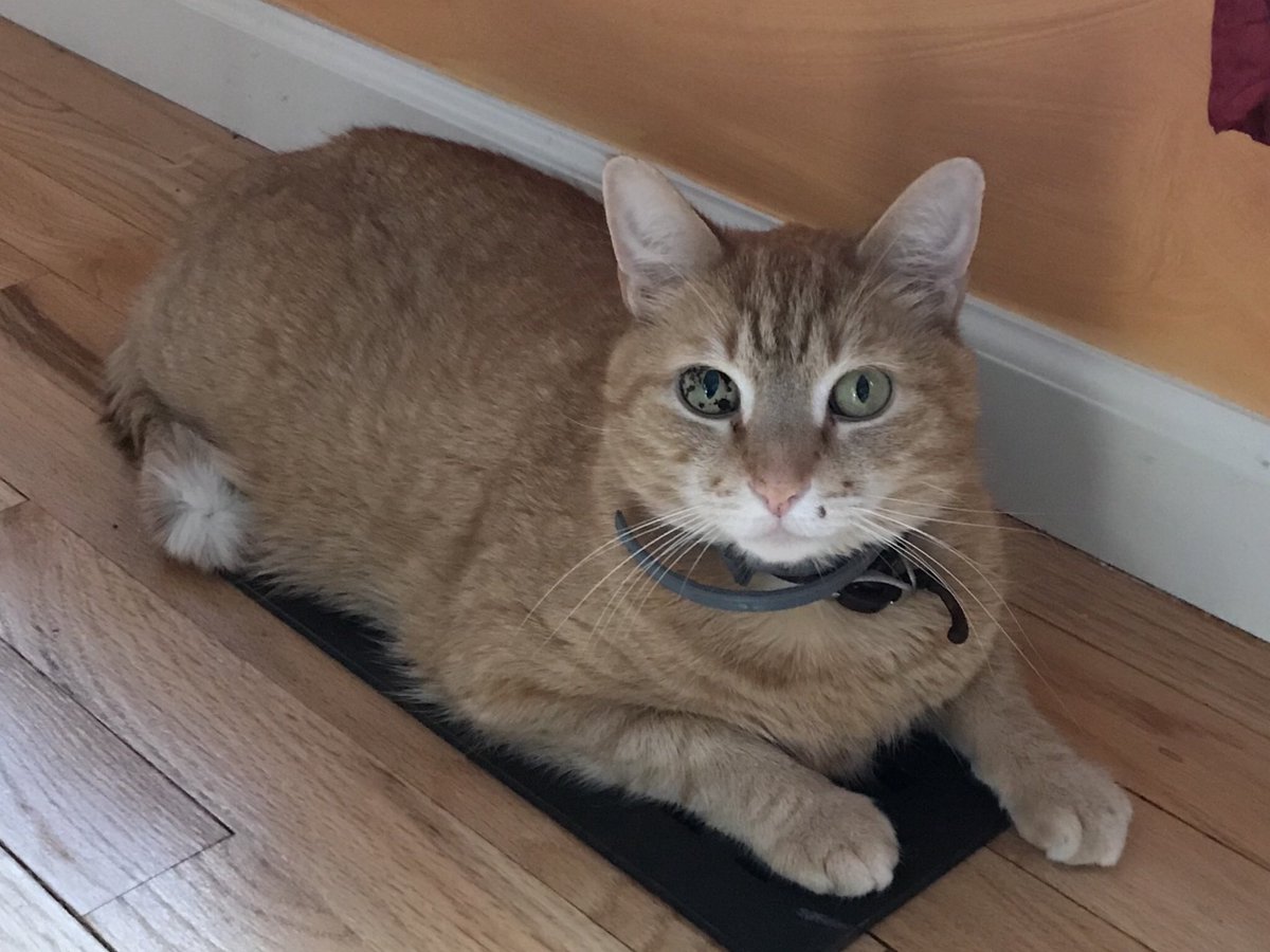 KittyKatFlat's tweet photo. Happy #tabbytuesday #kittykatflat https://t.co/ytBn0Yjfti