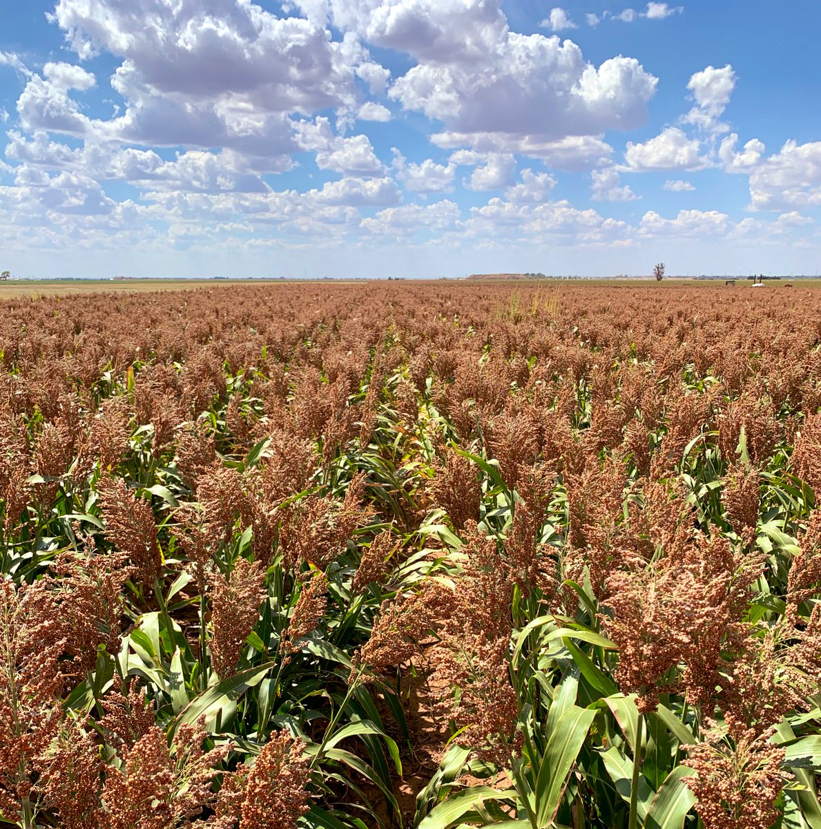 KKerrTTU's tweet photo. 85P44 in Lubbock Co. New hybrid with strong drought &amp; SCA tolerance. Leading the pack across our PKP trials in the area. https://t.co/xhsatHre6F