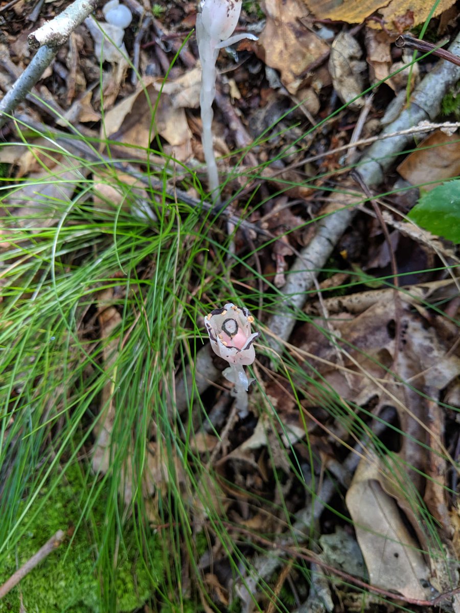 Monotropa uniflora—understory plant with no chlorophyll. Not a direct parasite to trees, but a parasite of the fungi associated with the trees. Also, I was shocked to learn it's in the same family as blueberries 🌱