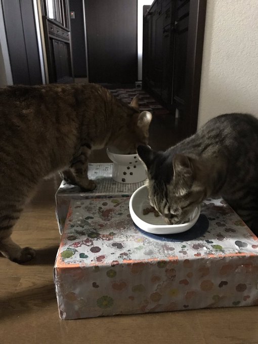 猫の食器台を手作りするにはどんなことに気を付けるべきなの
