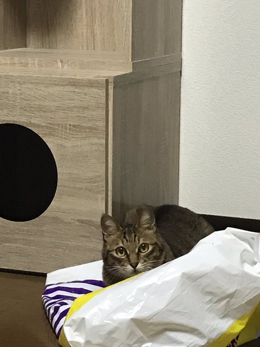 猫の食器台を手作りするにはどんなことに気を付けるべきなの