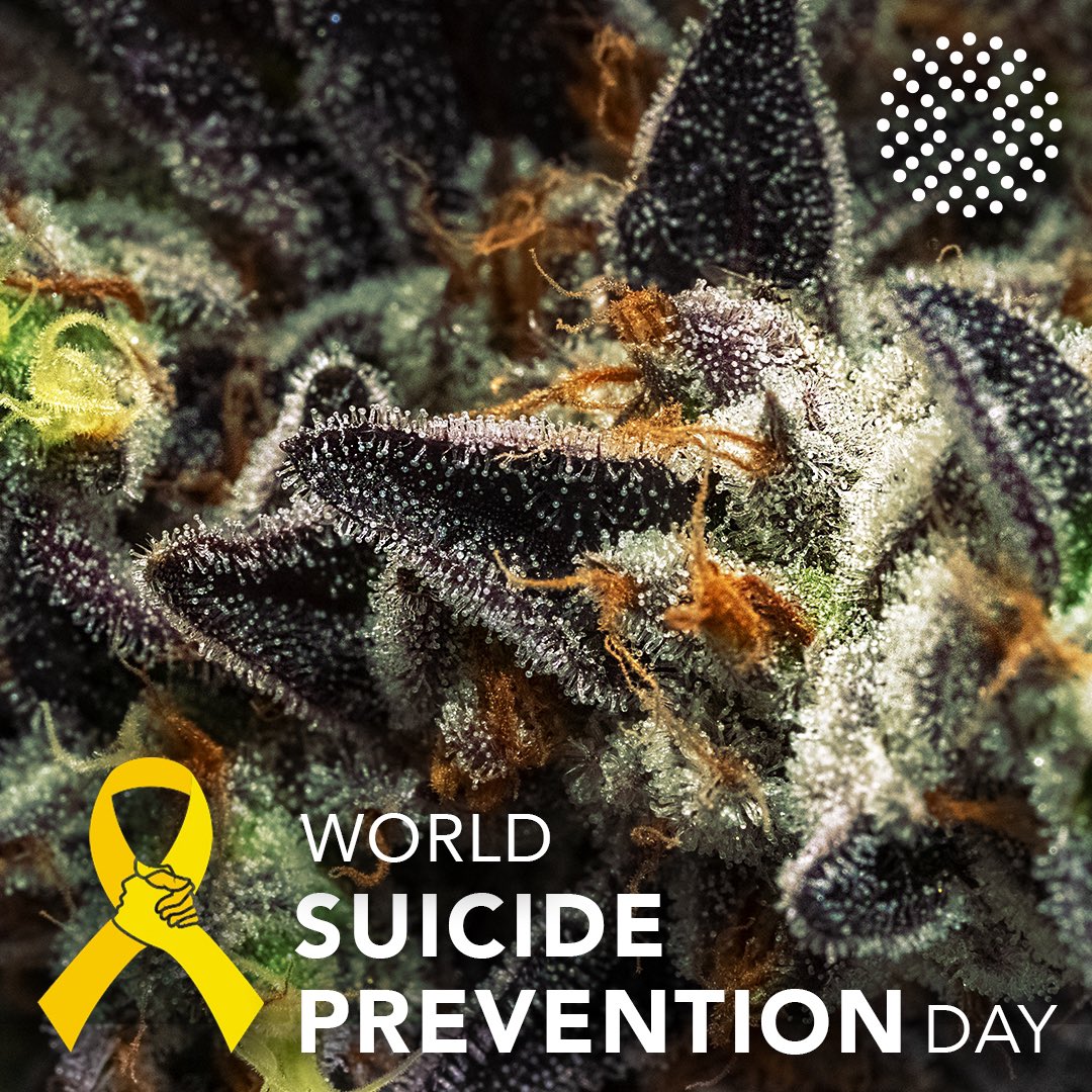 Trulieve's tweet photo. Today is #WorldSuicidePreventionDay, it’s important we keep up the conversation to break the silence. If you or anyone need help the National Suicide Prevention Lifeline is 1-800-273-8255 💚 https://t.co/ODtKwjbeky