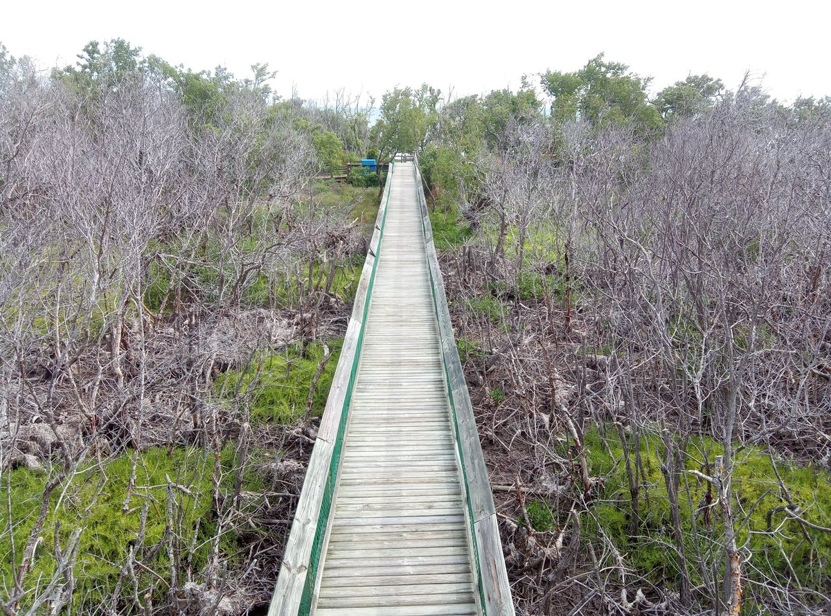 Today marks two years since #HurricaneIrma made landfall in the Florida Keys and l stark reminders of the storm are everywhere. Most mangrove forests are still bare and dead.