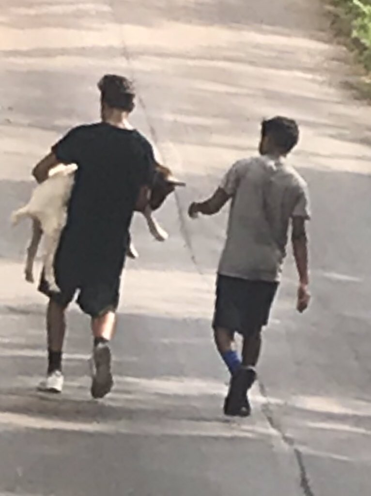 CoachJDurham's tweet photo. Just another Chapel Hill cross country practice when you have to help get the goat back in the yard. #CodeBlue #goatpatrol https://t.co/YM3M19B59u