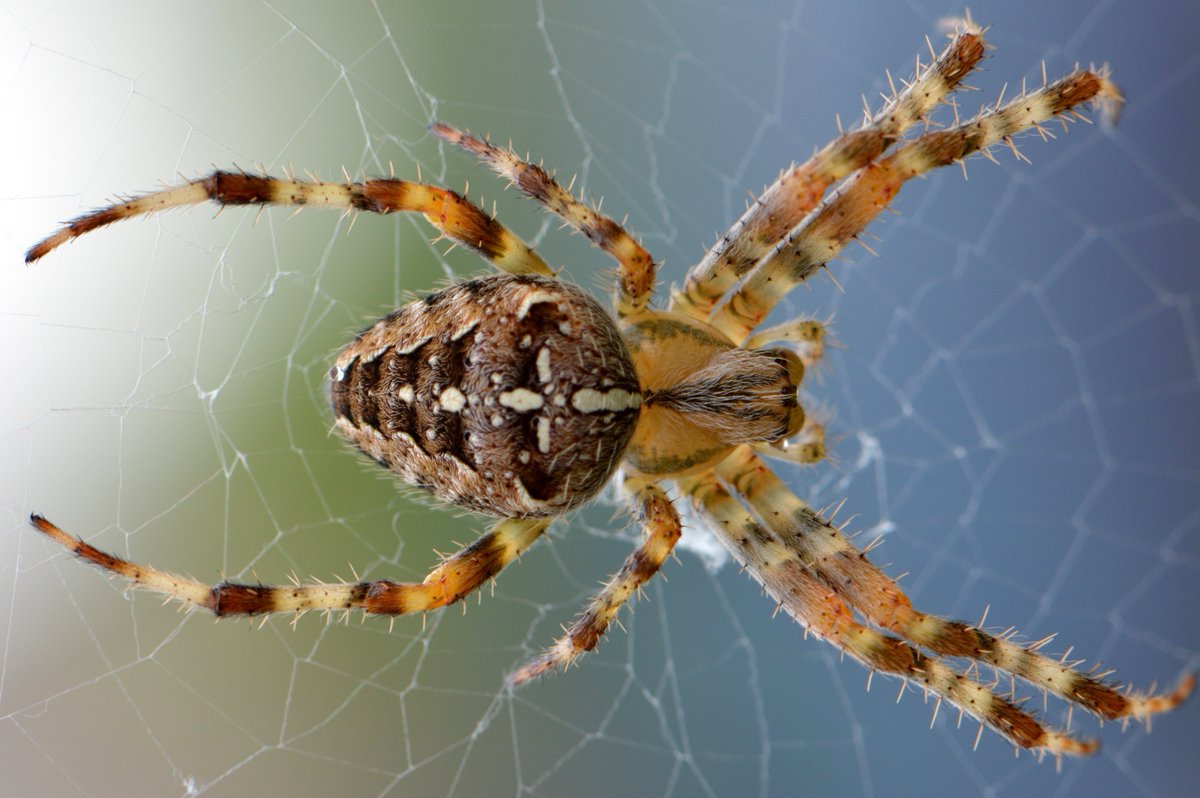 BugWeedMarts's tweet image. What&apos;s bugging you? bit.ly/2Gnu8C5 #AZ #BugProblem #Insect #Spiders