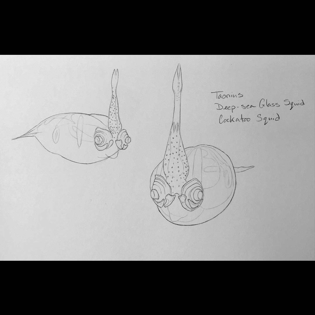 jellyandstone's tweet image. Here's looking at you, squid.

This squiddy earns its names:
Glass Squid? I can see thru it! ✅
Cockatoo Squid? Holds its arms above its head like a cockatoo's crest! ✅

And man, those eyes! 👀
.
.
.
#squidtember #sciart #glasssquid #cockatoosquid