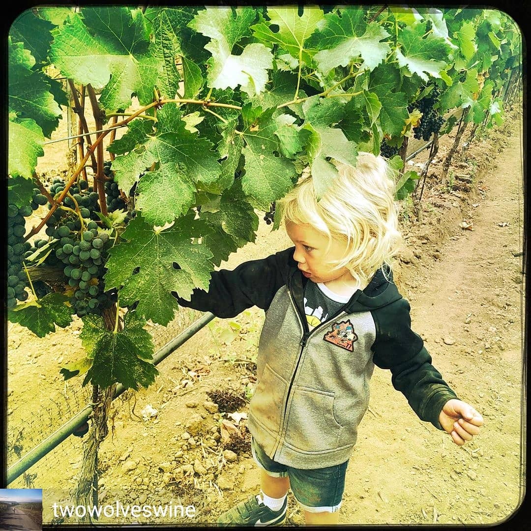#Repost @twowolveswine - Checking on the Syrah early this morning, while the fog is still around us. #gettingthere #beautifulflavors #fieldblend