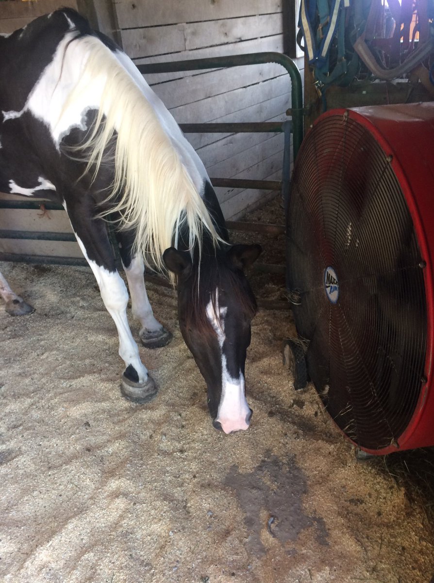 Miss Kitty is enjoying the fan on this hot Ozark day!💕#horselove #smarthorse #horsesanctuary