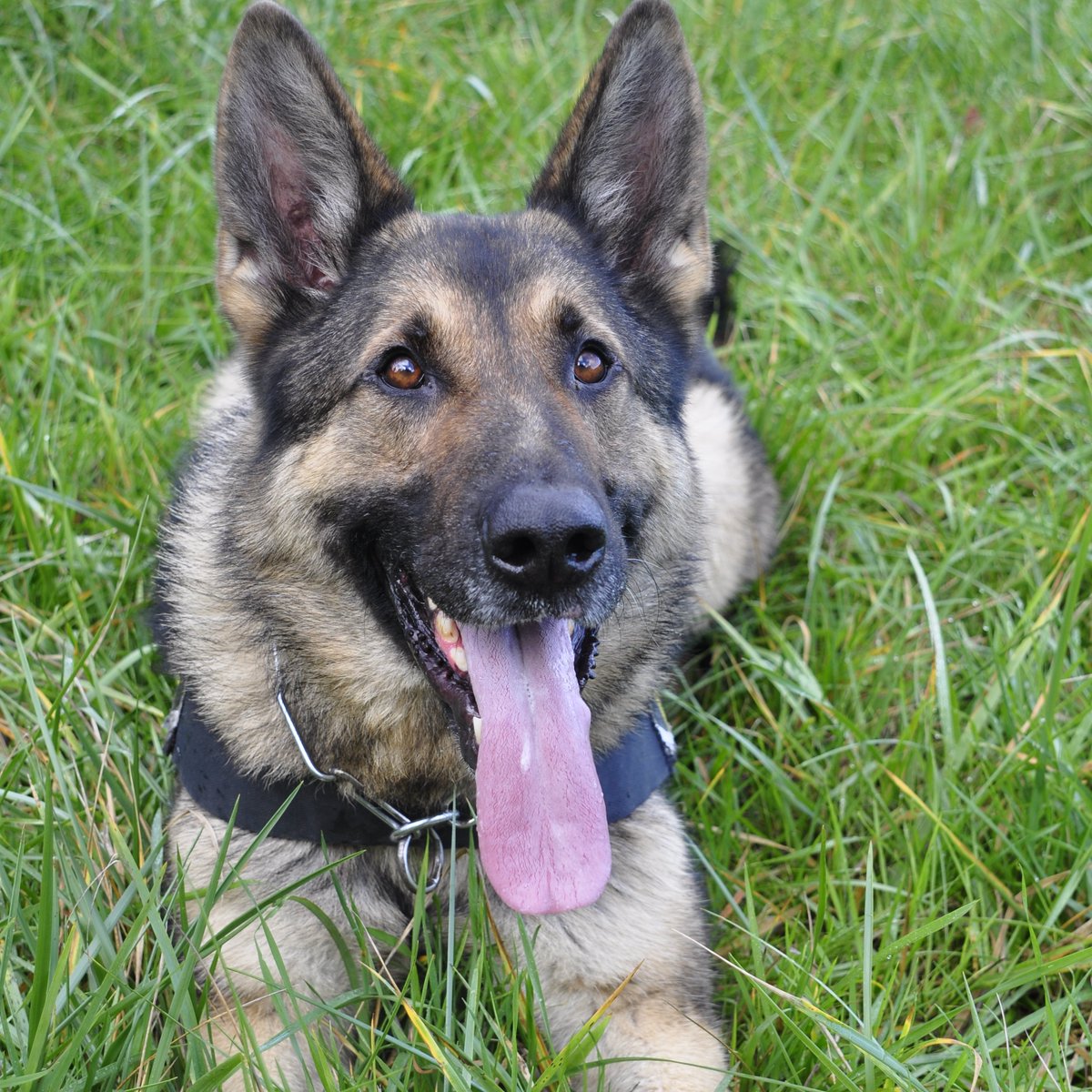 Saanich Police tweet media