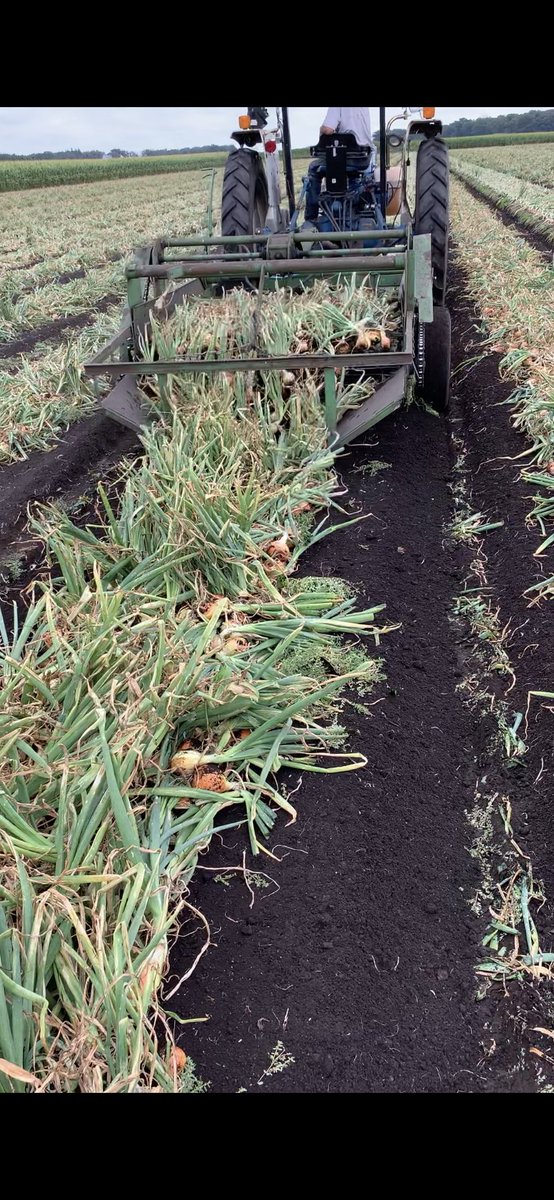 Lifting #onions today. Good size, healthy tops, and should be ready to harvest in about 2 weeks.